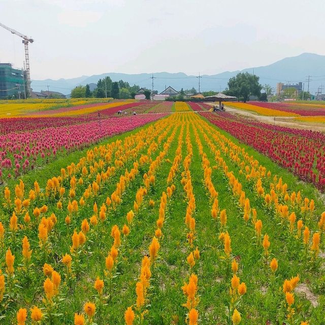 【江原道】100万本の花が咲く絶景のお花畑♡