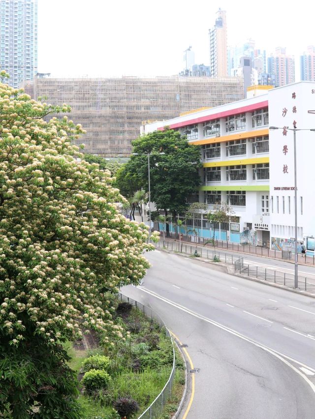 「魚木花海」:旺角至大角咀行人天橋,拍照打卡必去 「魚木花海」:旺角至大角咀行人天橋,拍照打卡必去