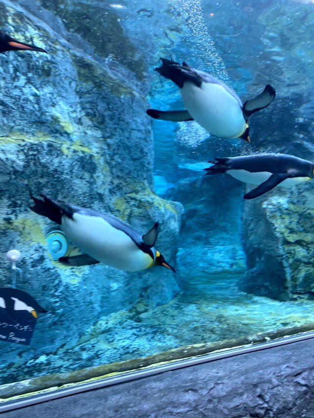 【動物たちが間近に✨あさひやま動物園🐻‍❄️】 