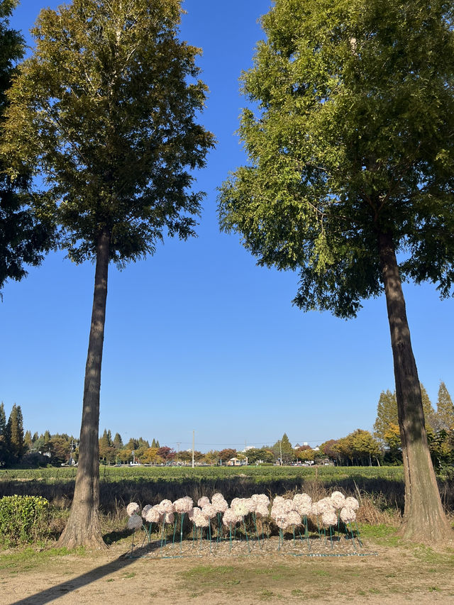 예산 가을여행 메타세콰이어길 추천해요 🌴