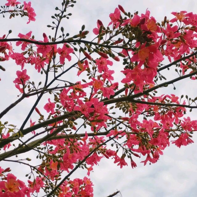 觀瀾河濕地公園