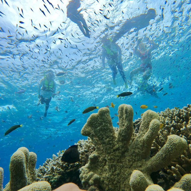 보홀여행의 필수 발리카삭 호핑투어 스노클링 🌴🐟🐠