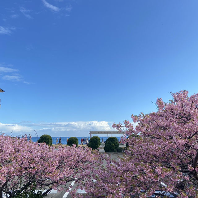 รีวิว Kawazu: สวรรค์แห่งซากุระ 🇯🇵