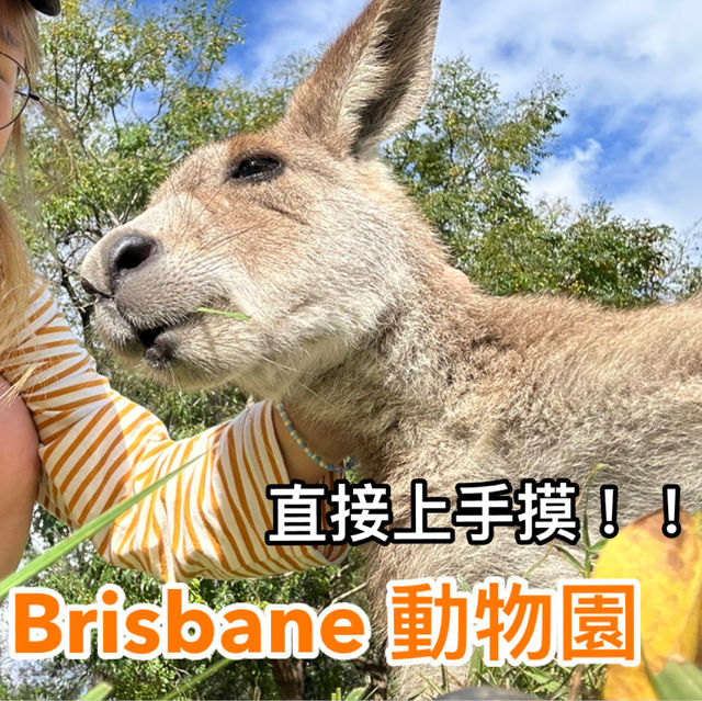 BRISBANE可以直接上手摸袋鼠的動物園🦘!!!