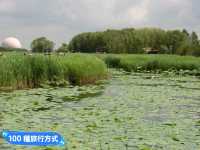 丹頂鶴的故鄉：黑龍江齊齊哈爾-扎龍自然生態濕地