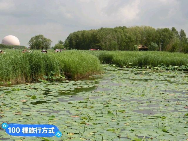丹頂鶴的故鄉：黑龍江齊齊哈爾-扎龍自然生態濕地
