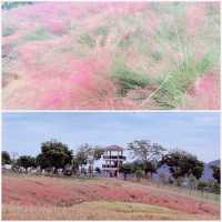 週日浪漫花海🌷深圳陌上花園