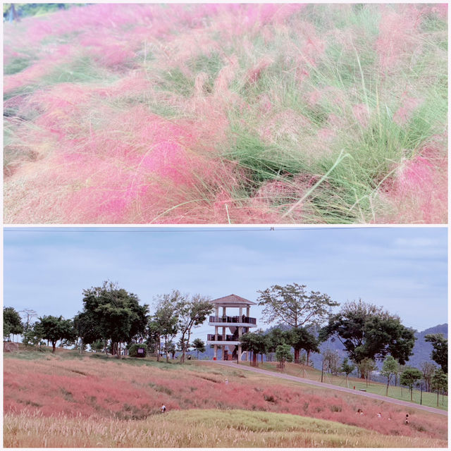 週日浪漫花海🌷深圳陌上花園