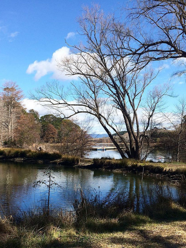 Tranquil Strolls and Stunning Lake Views at Weston Park, Canberra Australia!