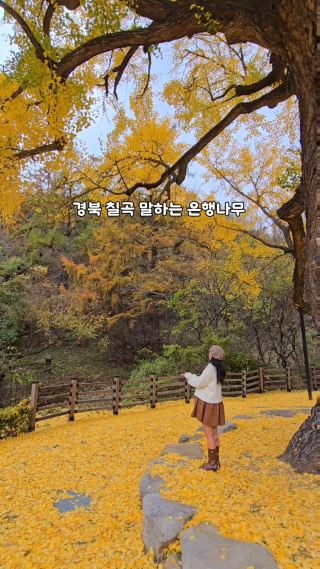 1000살 먹은 칠곡 말하는 은행나무💛