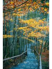 景點推薦：圓光寺——京都紅葉的隱藏秘境