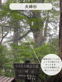 【屋久島】縄文杉を見にいくトレッキングツアーに参加した時の記録