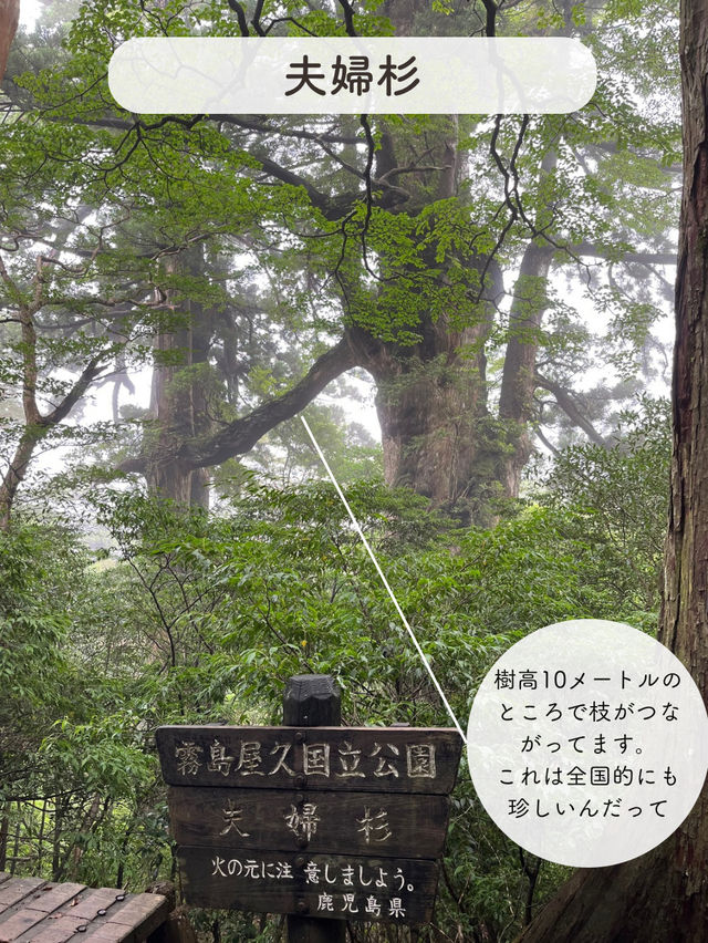 【屋久島】縄文杉を見にいくトレッキングツアーに参加した時の記録