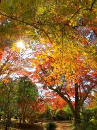📍 【栃木 】天翁院 の美しい紅葉🍁