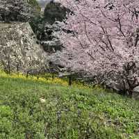 【岡山県津山市】鶴山公園の桜まつり🌸