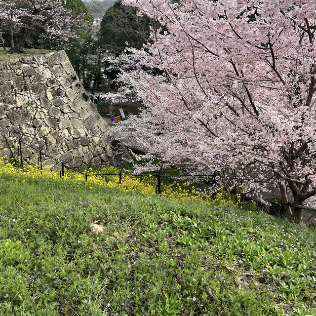 【岡山県津山市】鶴山公園の桜まつり🌸