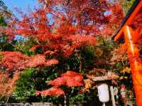 京都🇯🇵野宮神社