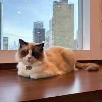 聖誕必去貓cafe
