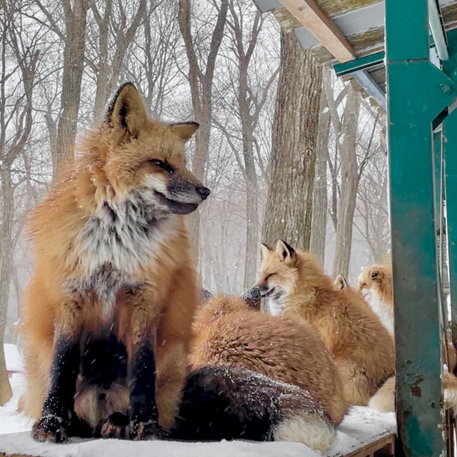 【日本宮城】藏王狐狸村🦊｜一定要在下雪天到狐狸村一次！
