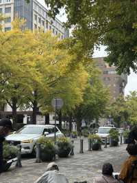 🍂 黄金色に輝く秋の風景：横浜日本大通り 🌳  