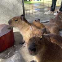 Capybara at Desaru