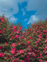 동화같은 빨간 동백꽃 풍경을 볼 수 있는 이곳“동백포레스트”