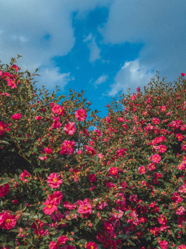 동화같은 빨간 동백꽃 풍경을 볼 수 있는 이곳“동백포레스트” 동화같은 빨간 동백꽃 풍경을 볼 수 있는 이곳“동백포레스트”