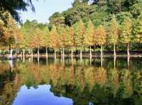 月眉濕地公園-沿岸的300棵落羽松，形成壯麗如畫的景色
