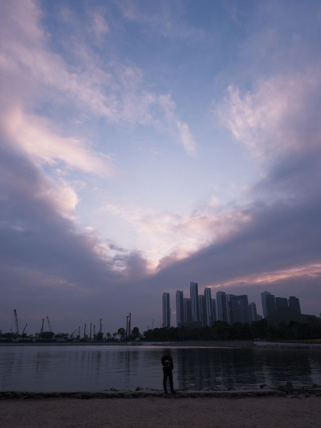 冬季限定：深圳后海公園的紫花風玲木 