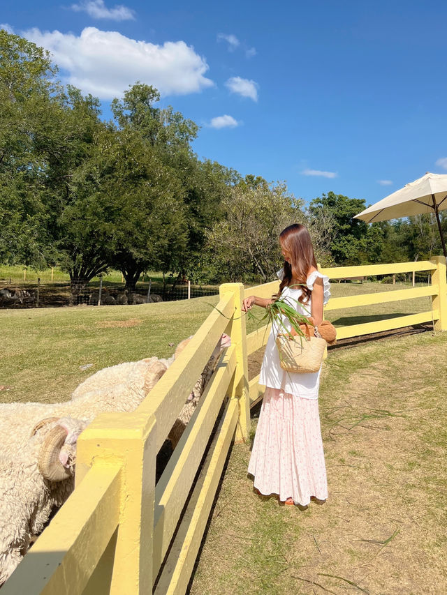 เที่ยวเขาใหญ่ฟีลต่างประเทศ 𝗣𝗿𝗶𝗺𝗼 𝗣𝗶𝗮𝘇𝘇𝗮