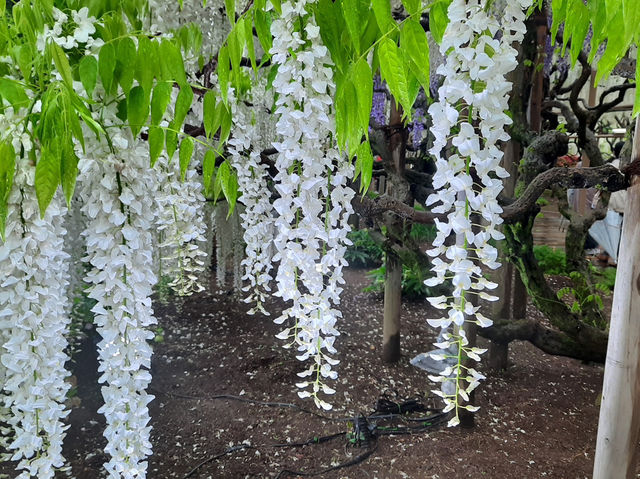 🇯🇵 東京近郊紫藤花💜