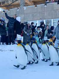 Splendid Experience in Asahiyama Zoo