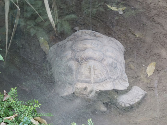 Nature in the City: Exploring Hong Kong Zoo and Botanical Gardens