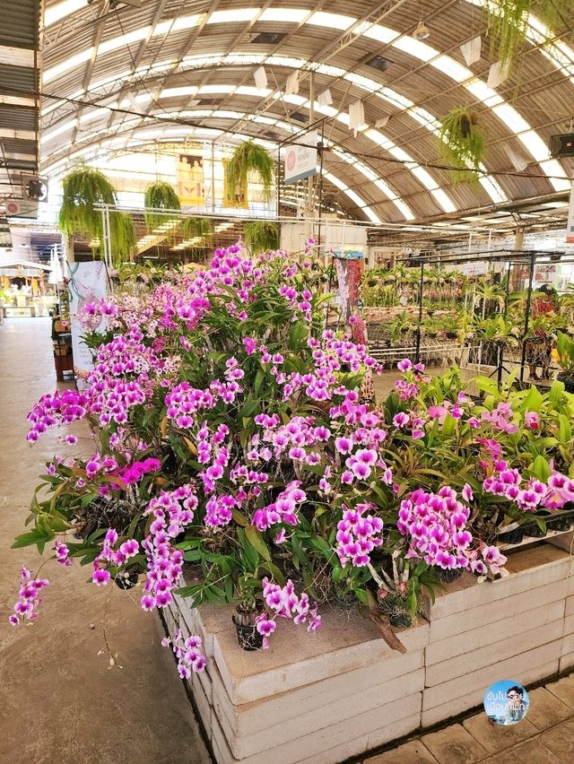 AIRORCHIDS SUPERMARKET