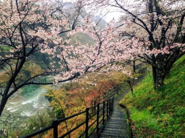 日本三大秘境「大步危」賞櫻，四國隱世的山中車站