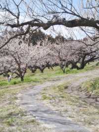 【群馬】広大な梅林で絶景体験🤩10万本の梅の花が咲き誇る桃源郷へ行こう🌸 