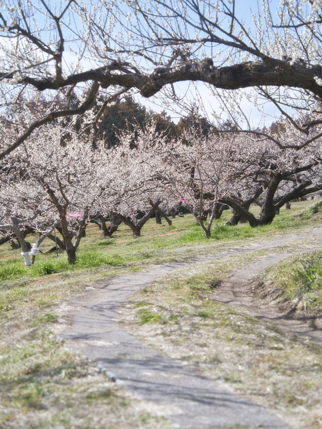 【群馬】広大な梅林で絶景体験🤩10万本の梅の花が咲き誇る桃源郷へ行こう🌸 