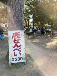大阪行程|周邊一日遊|春日野園地與若草山