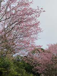 春日限定美景！桃園山林秘境，櫻花滿開超夢幻！
