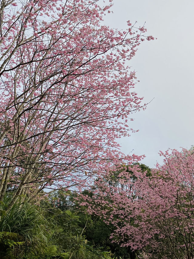 春日限定美景！桃園山林秘境，櫻花滿開超夢幻！