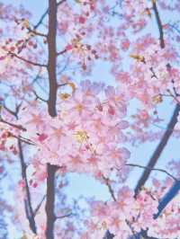 【絶景】熱海の桜が咲いてます🌸💗