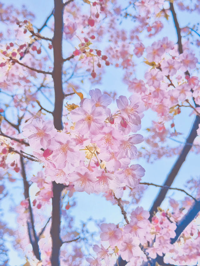 【絶景】熱海の桜が咲いてます🌸💗