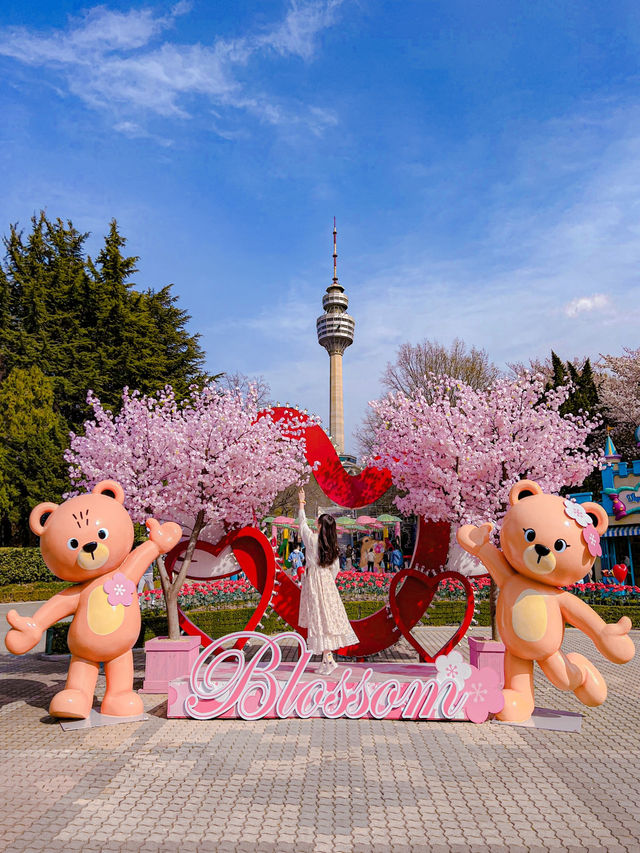 대구 벚꽃 명소 추천🌸