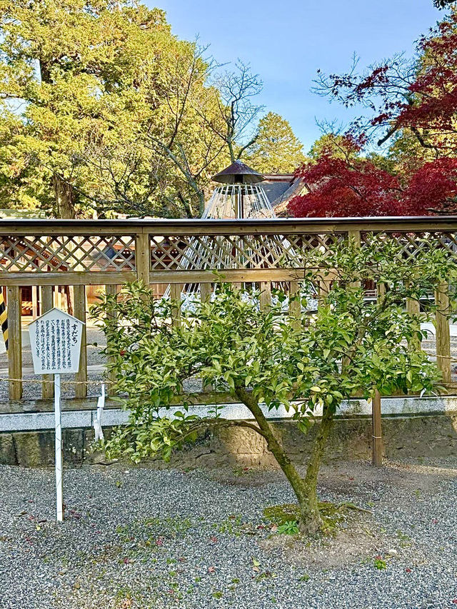 【徳島県】ターコイズブルーの神秘な鏡池