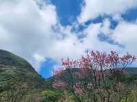 竹子湖✨夢幻花海與清新自然的絕美之地 🌸🏞️