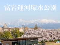 日本北陸櫻花絕景🌸 富岩運河環水公園