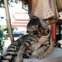 วัดภูมินทร์ วัดหนึ่งเดียวที่สร้างเป็นจตุรมุขล้านนา
