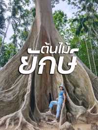 เที่ยวบ้านไร่ ชมต้นไม้ยักษ์ อายุมากกว่า 400 ปี