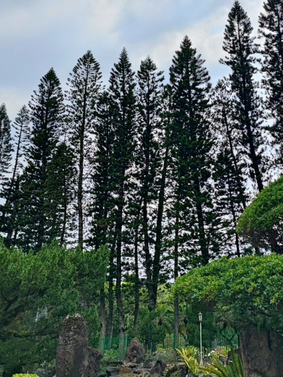 漫步士林官邸公園：歷史與花海的驚艷邂逅 🌸