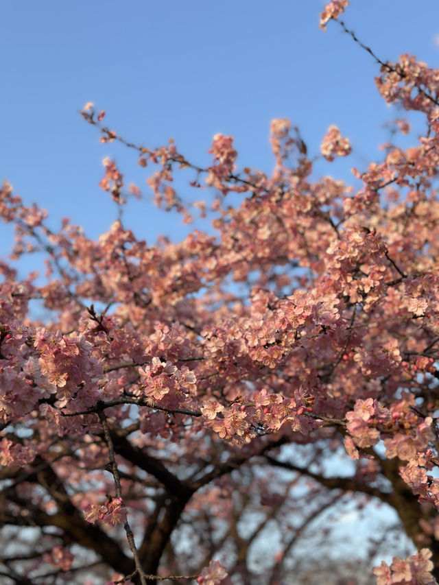 代代木公園的櫻花之美 🌸 